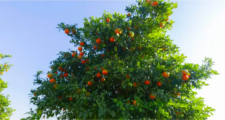 بهار نارنج